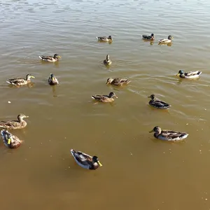 Zborová prechádzka. Vinné, 15.9.2020